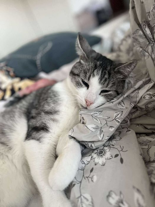 Biało-srebrny młody kocurek szuka domu! Lubi pieski