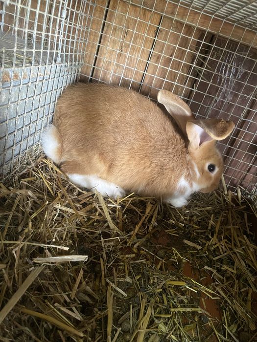 Królik z pięknom maścią