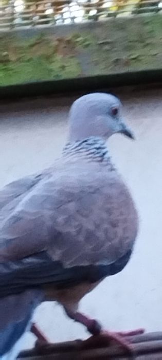 Casal de rolas ponteadas