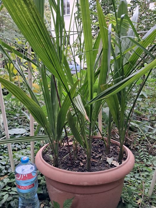 Финиковая пальма ~1.35м , 7 растений ,  Цена за все 7 с горошком.