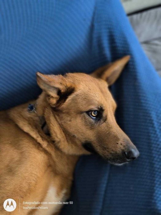 Machos de 1 ano para adoção responsável