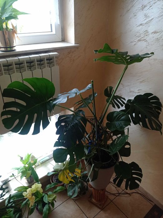 Kwiat Monstera Duży