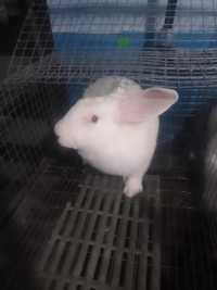 Кролики породи Термондська  біла