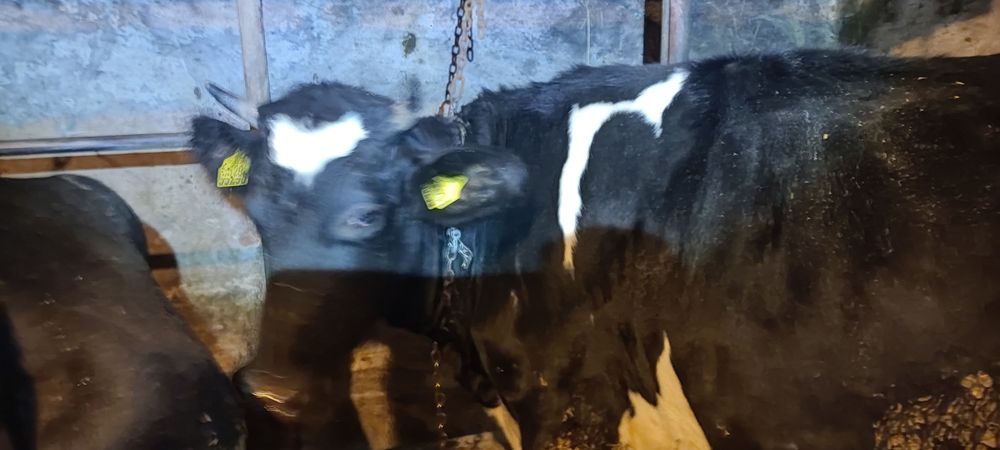 Krowy i Jałówki cielne 8 miesięcy