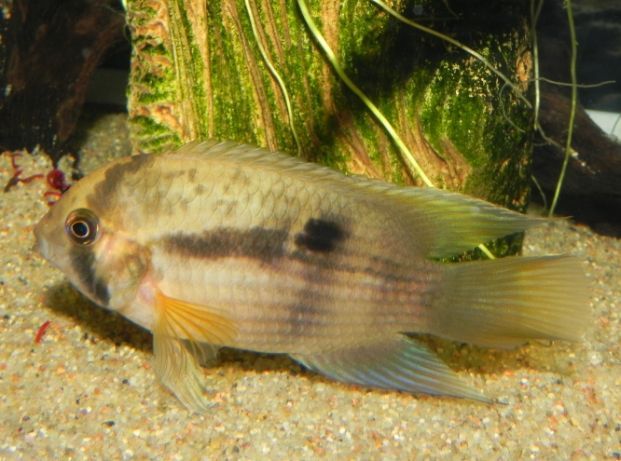 GB Akara z Maroni, Cleithracara maronii