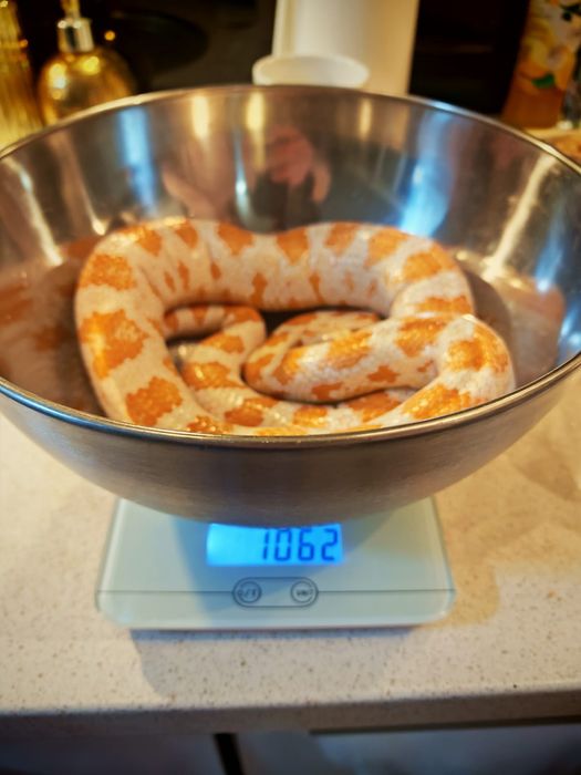 Wąż zbożowy albinos - dziewczynka