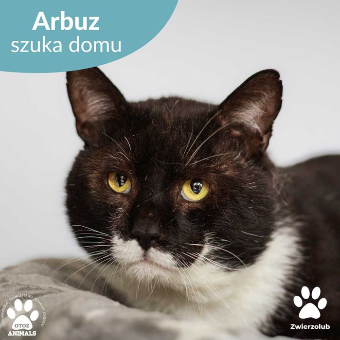 Arbuz szuka domu! Czarno biały duży kot do adopcji