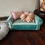 Maltipoo f1 maltańczyk+ pudel toy rodowód microchip paszport