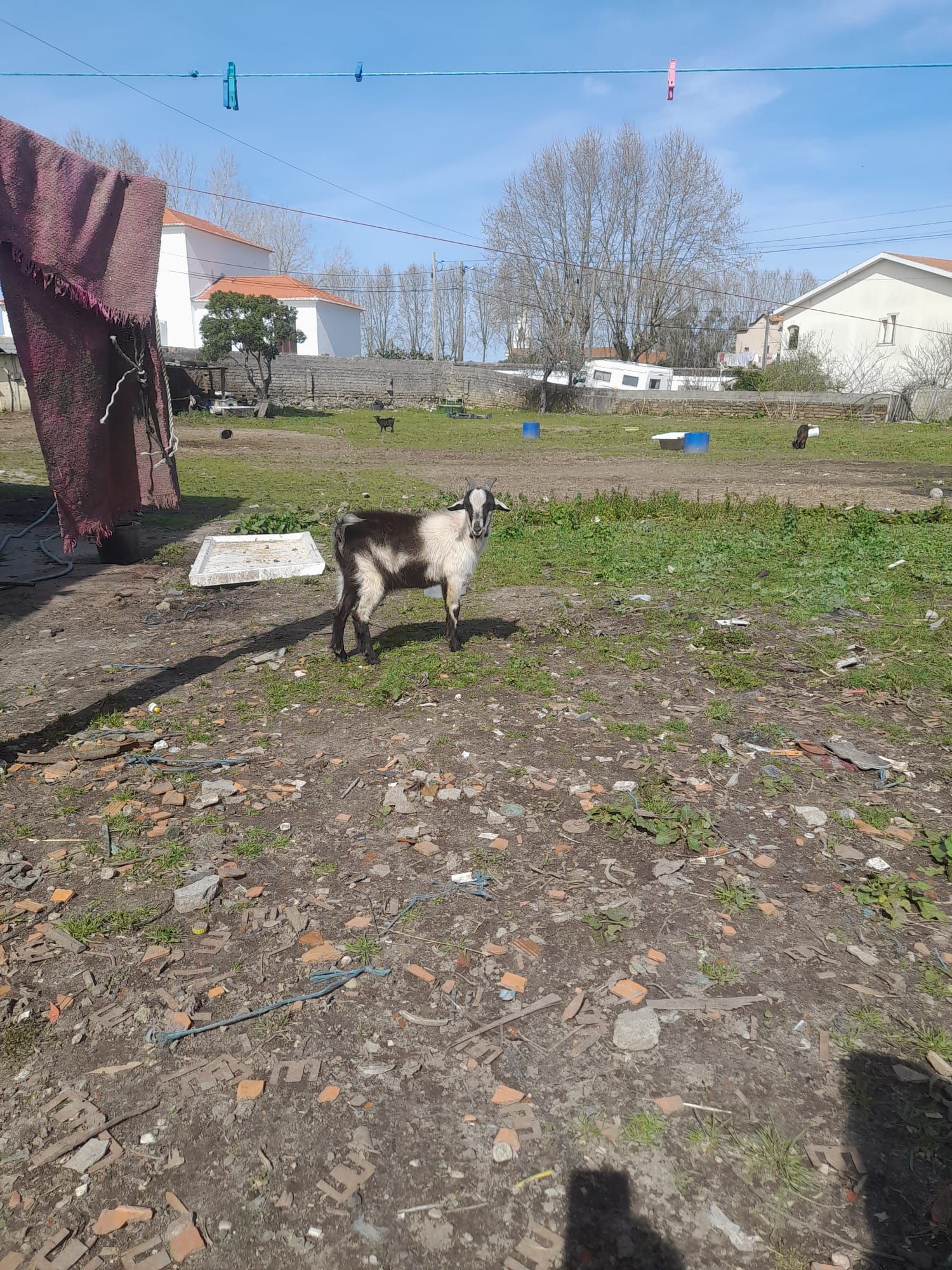 Cabras e ovelhas