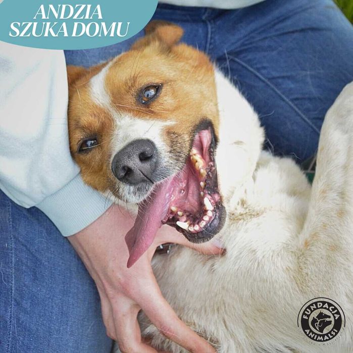 Proludzka i przyjacielska  Andzia szuka domku