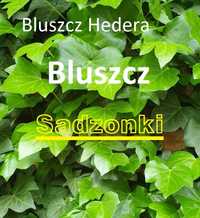 Bluszcz Hedera_ Sadzonki 30 szt _olx