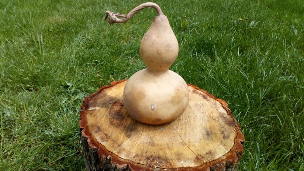 Tykwa, Calabash, Odmiana Mini Bottle Gourds, Feng shui, mała butelka .