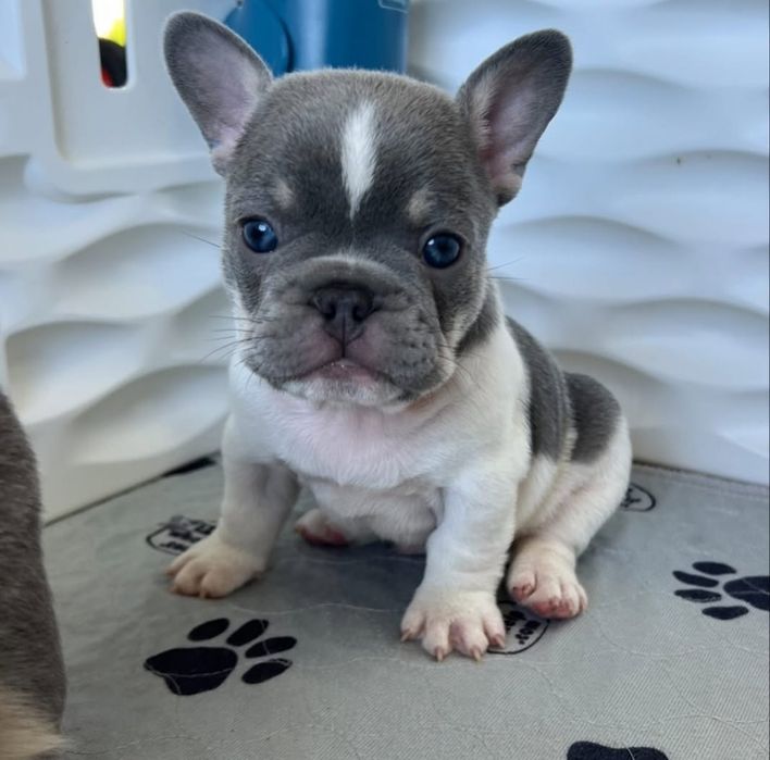 Блакитний.    Малиш