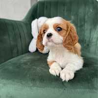 Cavalier king charles spaniel