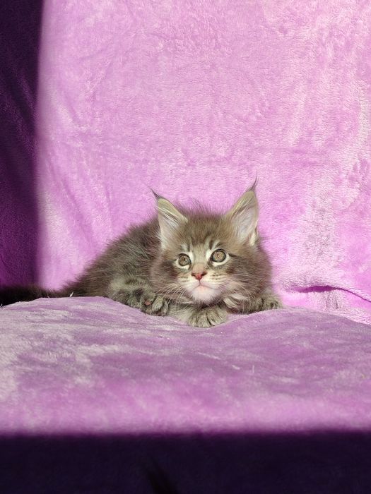 Кошенята породи Мейн-кун