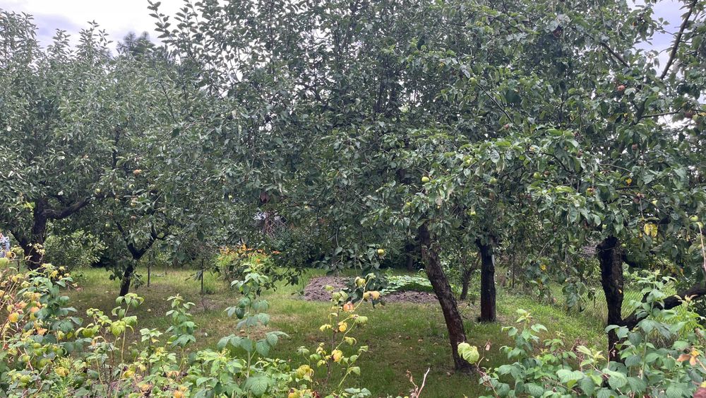 Działka ROD Malwa w Milanówku (ul. Turczynek)