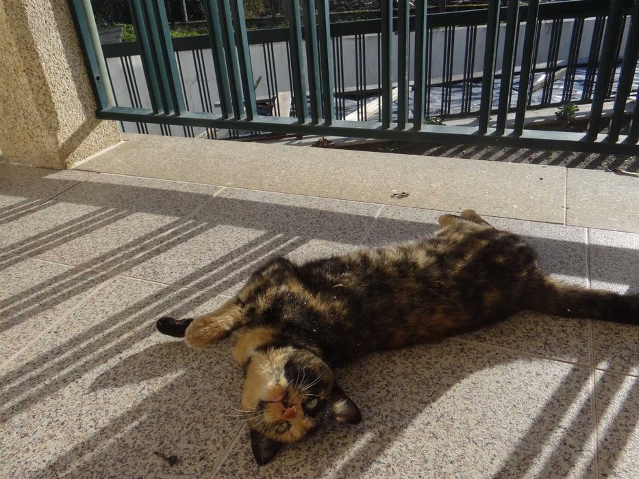 Três gatinhas para adoção responsável