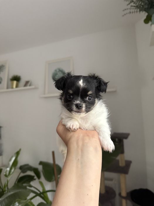 Samiec chihuahua fci