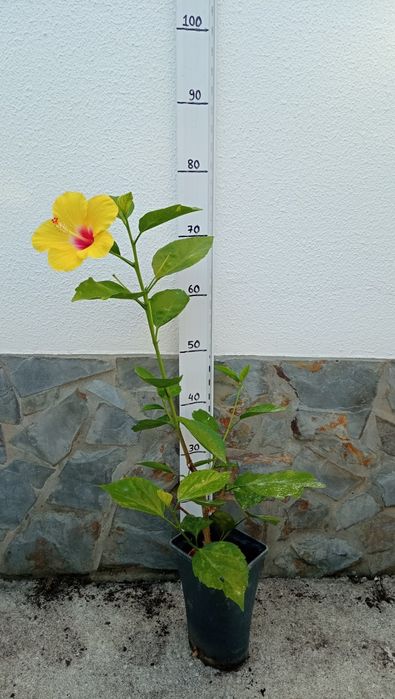Hibisco sinensis amarelo