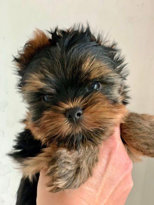 Красивий хлопчик.