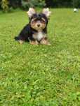 VINCENZO piękny piesek Yorkshire terrier Black and Tan