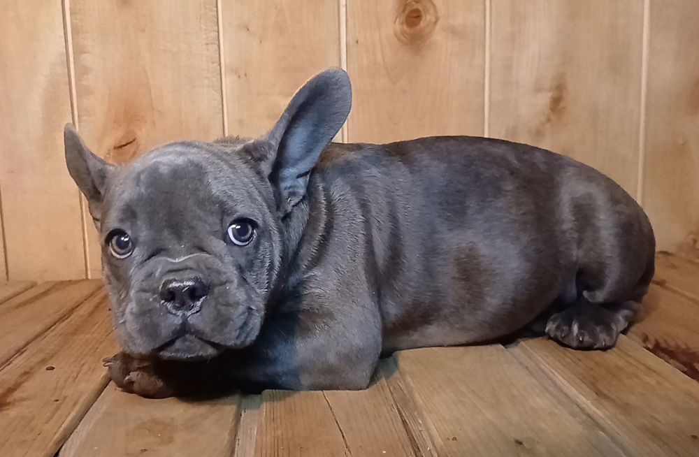 дівчинка французького бульдога