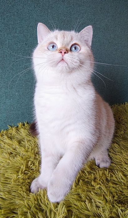 Szkocki chłopak szynszyla point wcf