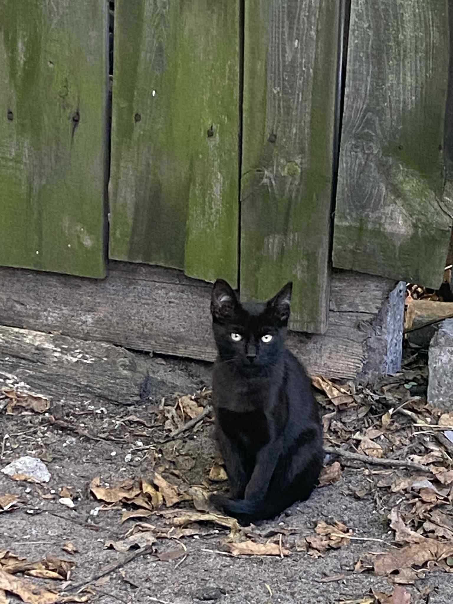 Котик безкоштовно