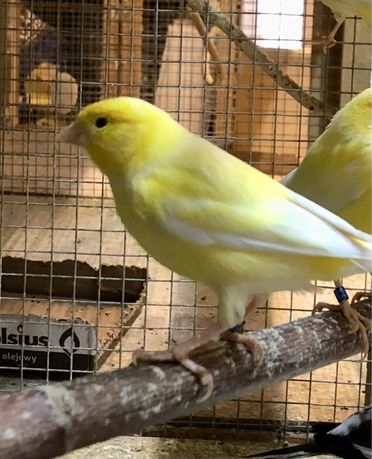 Kanarek kanarki śpiewajcy samiec żółty z 2023 roku obrączkowany