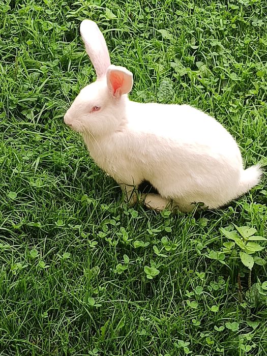 Królik ,samiec,samica termodzki biały młode Tb