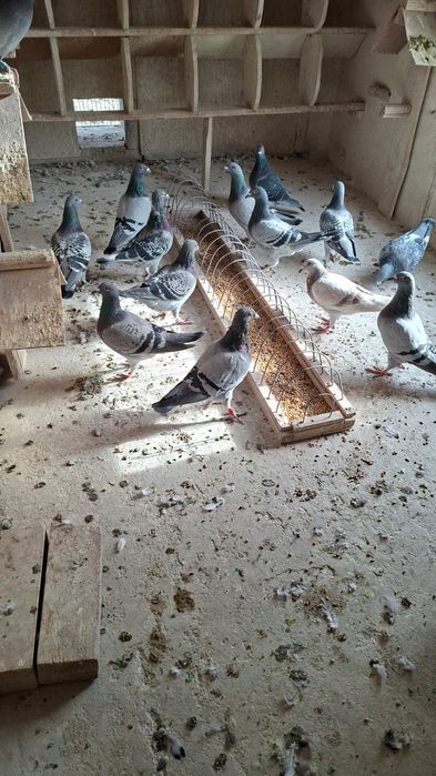 Ogłoszenie o likwidacji hodowli gołębi pocztowych