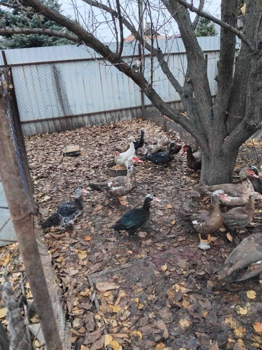 Продам индоуток (индокачки), шипуны