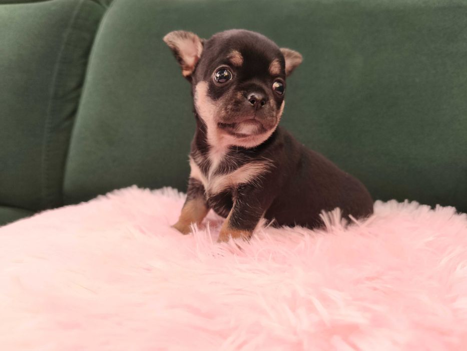Dziewczynka chihuahua