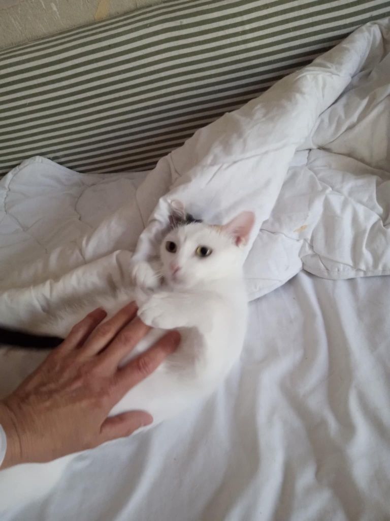 Kotka do adopcji