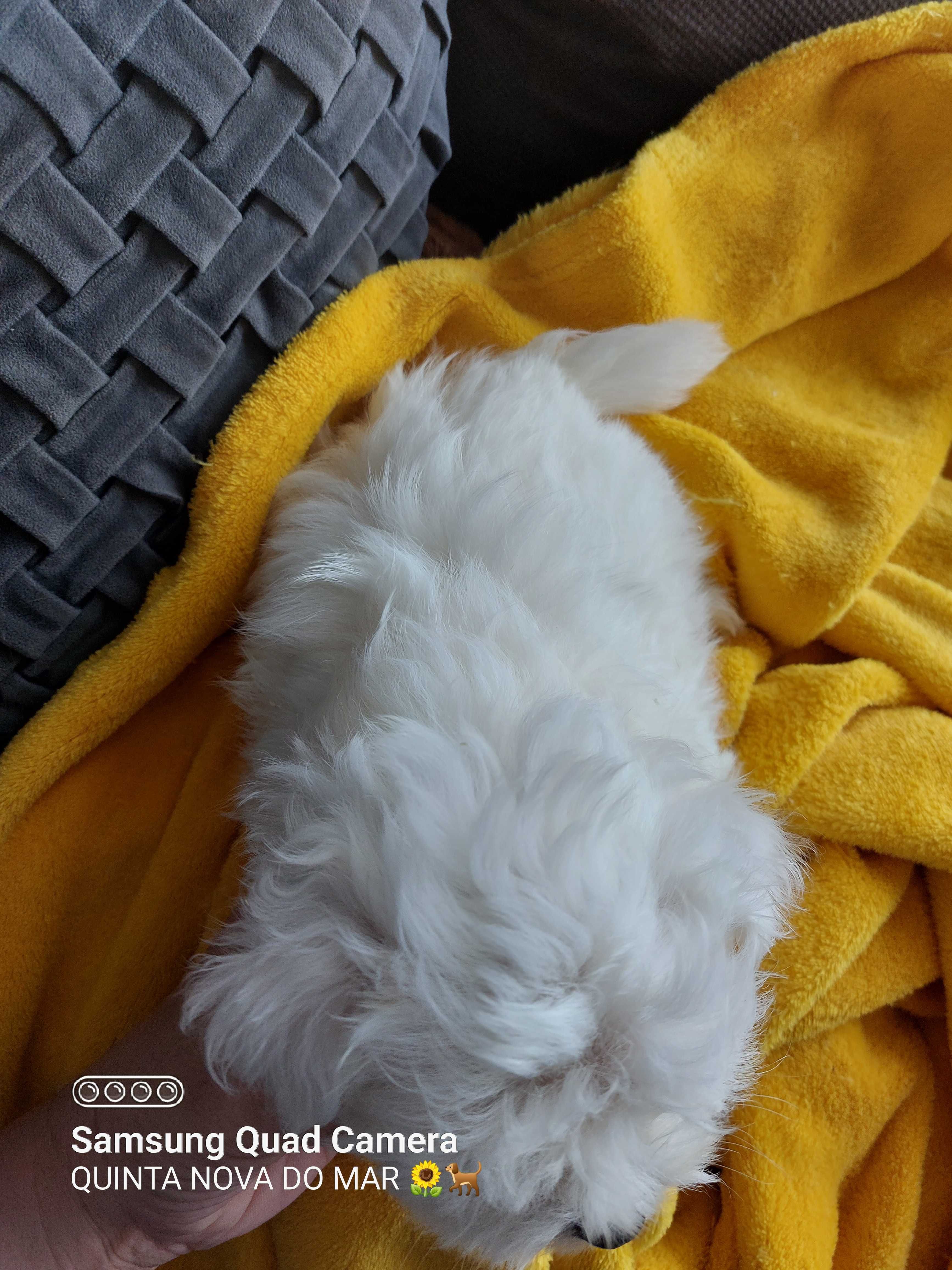 Bichon Maltês. Mini. Menino pronto para entrega.Perfeição!