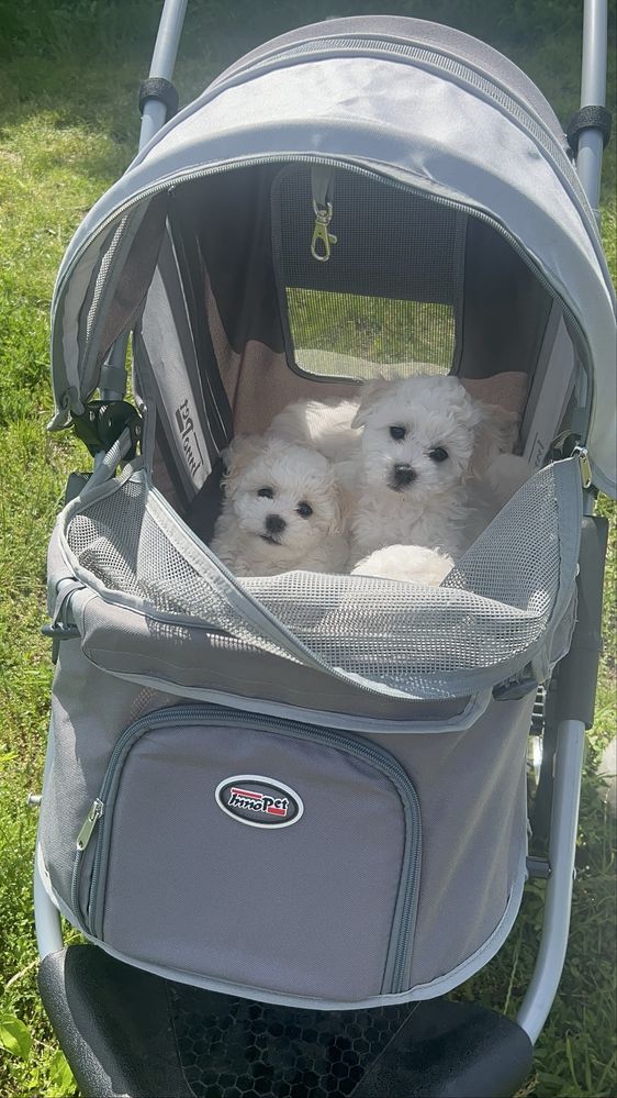 Szczeniak bichon zkwp badania