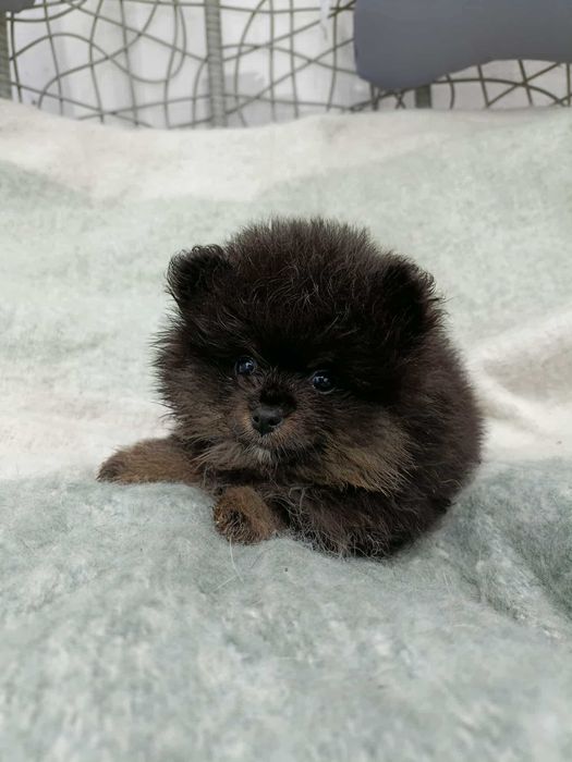 Wzorcowy mały szpic o wyjątkowym umaszczeniu Black and tan rodzice FCI