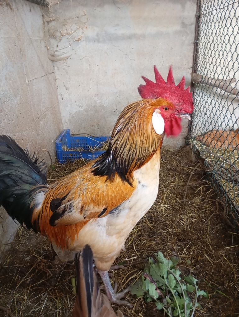 Ovos ferteis de patos e galinhas algumas raças