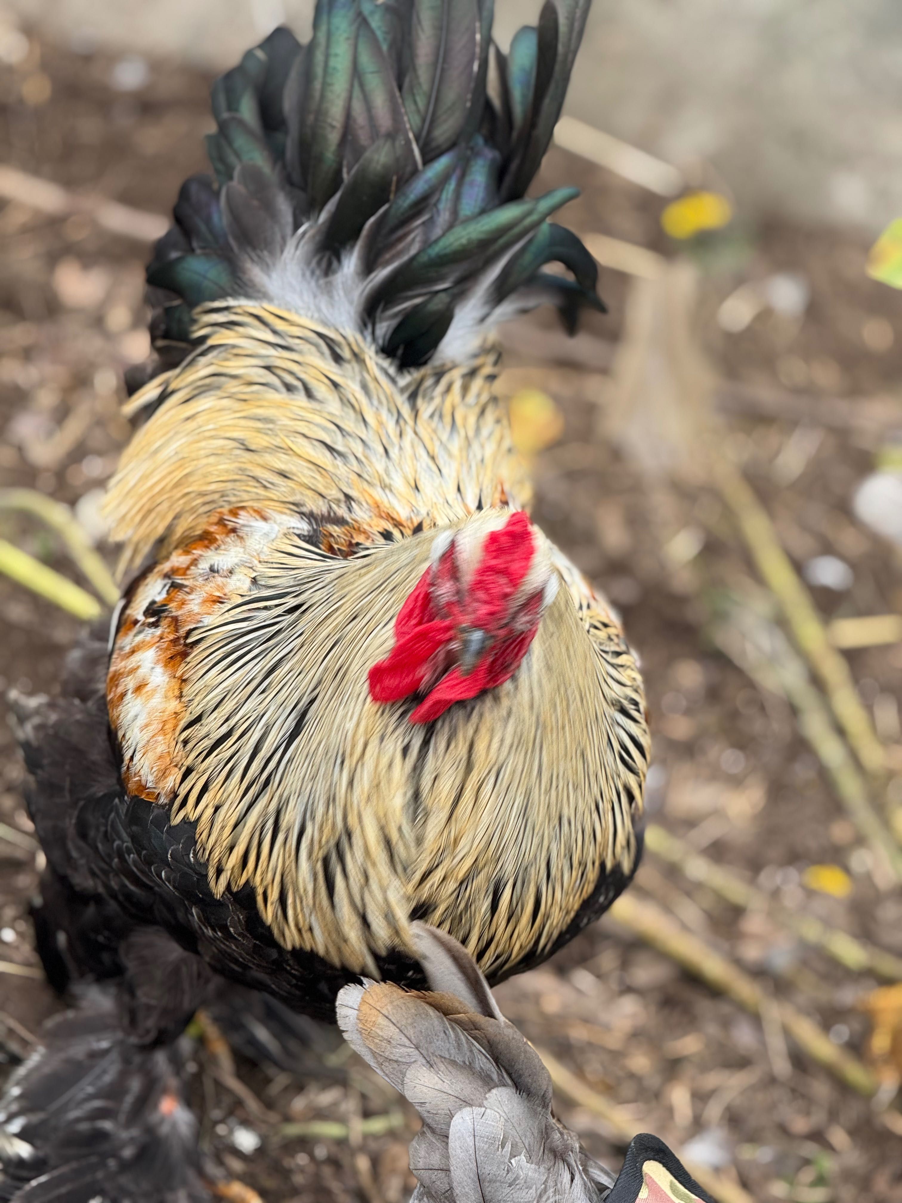 galo com 8 meses brahma salmão muito grande