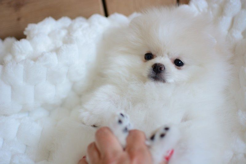 Pomeranian chłopak jasny krem już do odbioru