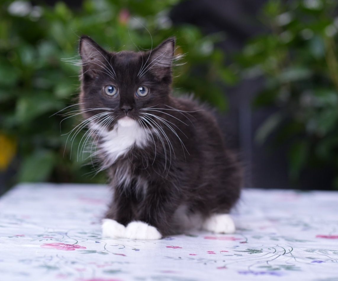 Kotka black solid mitted ragdoll/cherubim