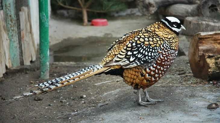 Королівський фазан, строкатий китайський фазан дорослі