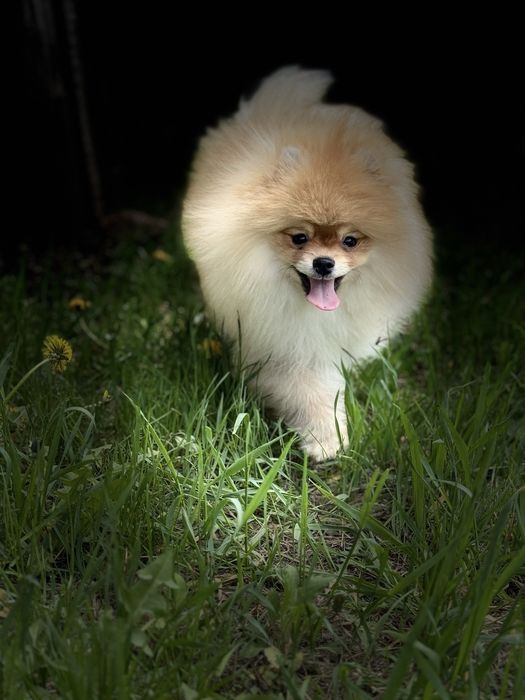 Померанский шпиц