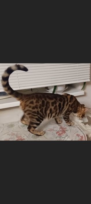 Продам шикарного бенгалского молодого котика  12 месяцев с родословной