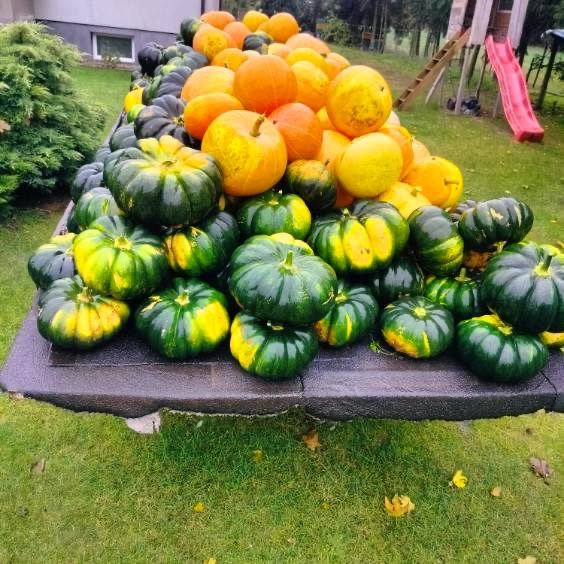 Dynie od rolnika 10 zł/szt. Dynia