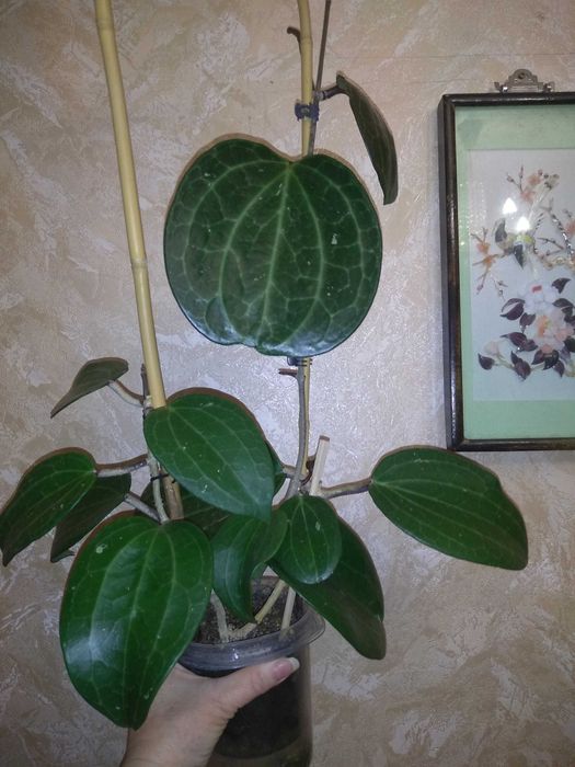 Хойя Латіфолія, зріз визрівшого вузла. Вкорінені запитуйте.