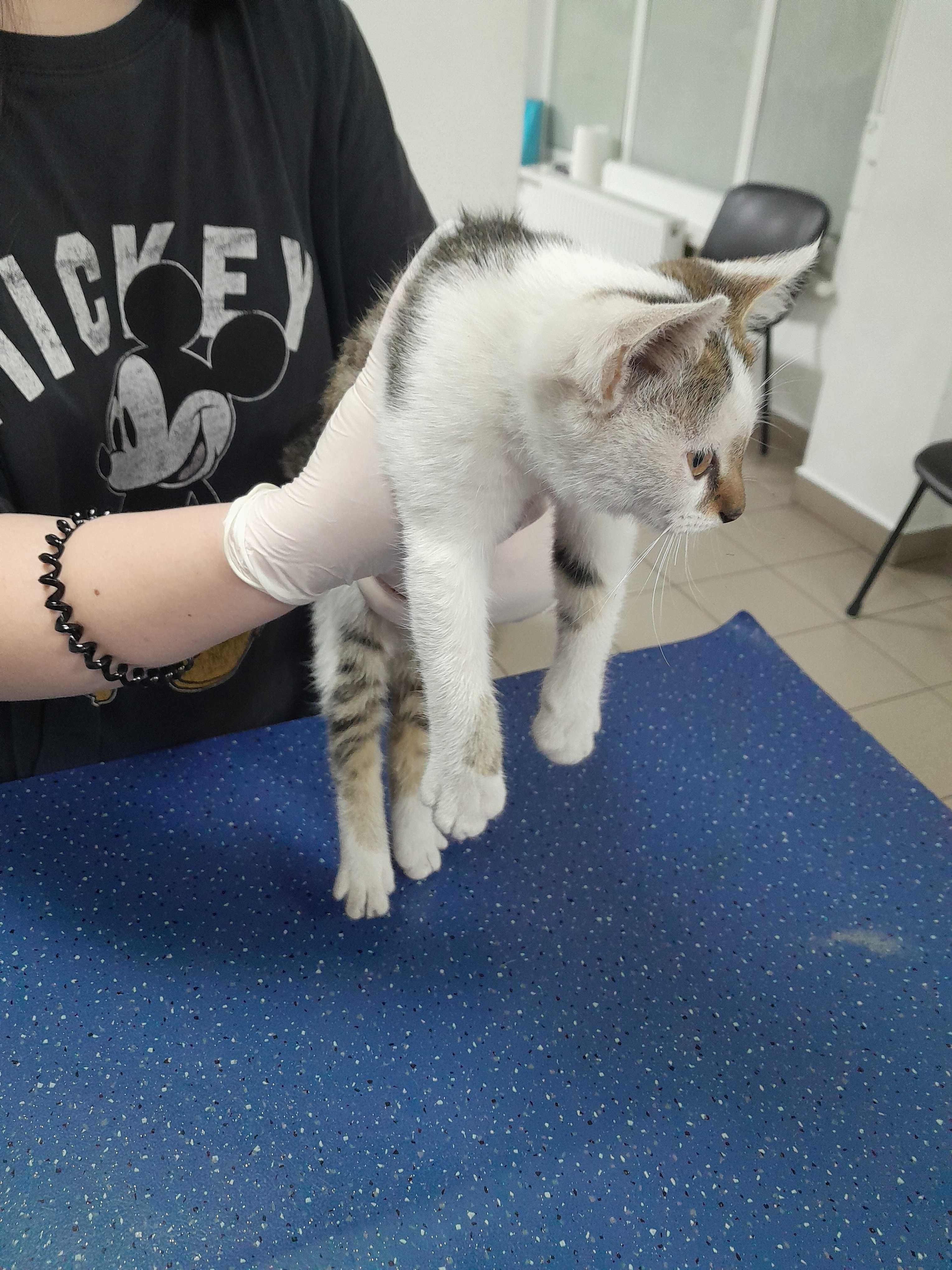 Допоможіть, будь ласка, прилаштувати котика!