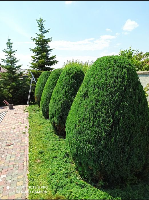 ПокісТрави#Газон#ДоглядЗаГазоном#ВичісуваннГазону#Обрізка