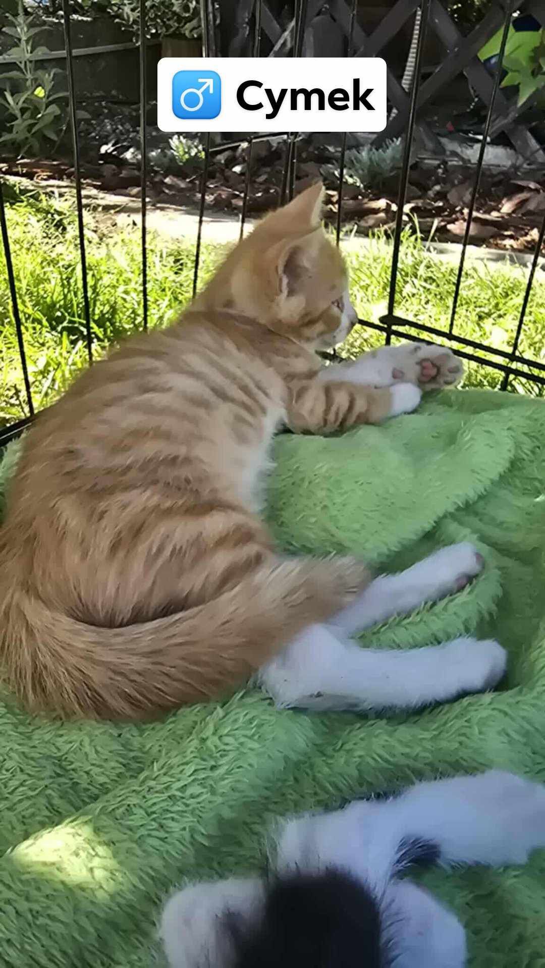 Kot koty kocur , kotki do adopcji