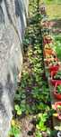 Morangueiros, framboesas, amoreiras e physalis